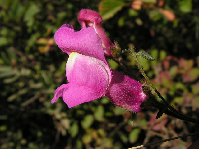 Antirrhinum Majus